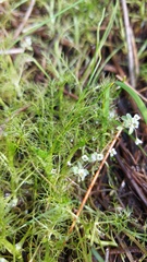 Ranunculus trichophyllus