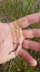 Ranunculus trichophyllus
