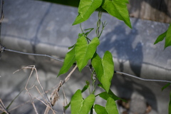 Funastrum cynanchoides