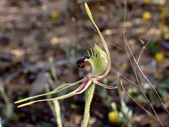 Caladenia verrucosa