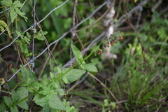 Salvia coccinea