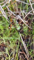 Crassula natans