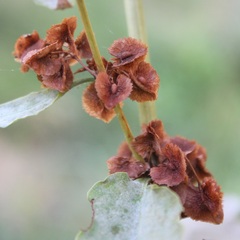 Rumex cristatus