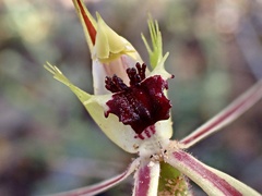 Caladenia verrucosa