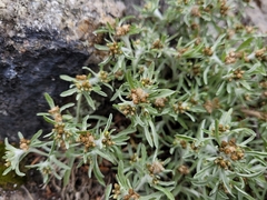 Gnaphalium uliginosum
