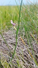 Wurmbea stricta