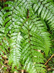 Gymnosphaera podophylla