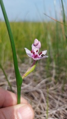 Wurmbea stricta