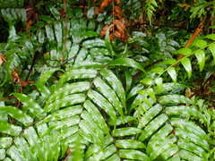Gymnosphaera podophylla