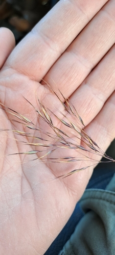 Image of Aristida diffusa by (c) Eugene Hahndiek, some rights reserved (CC BY-SA)