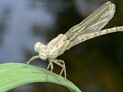 Argia immunda