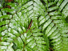 Gymnosphaera podophylla