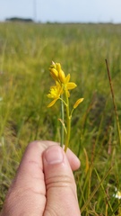 Bulbine monophylla