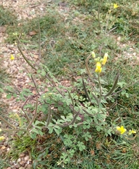 Cleome viscosa
