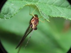 Hexagenia atrocaudata
