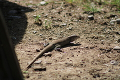 Aspidoscelis exsanguis