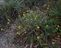 Conostylis candicans candicans