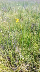 Bulbine monophylla