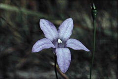 Wahlenbergia gymnoclada