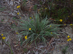 Conostylis candicans candicans