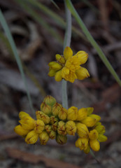 Conostylis candicans candicans