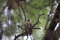 Passerina versicolor