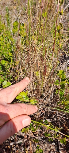 Image of Aristida diffusa by (c) Eugene Hahndiek, some rights reserved (CC BY-SA)