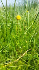 Cotula coronopifolia