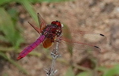Trithemis aurora