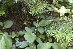 Pectiantia pentandra