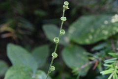 Pectiantia pentandra