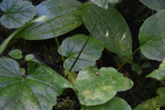 Pectiantia pentandra