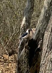 Cyanocorax mystacalis