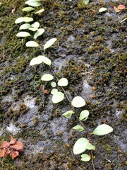 Polypodiaceae