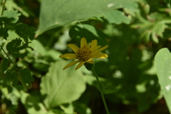 Arnica latifolia