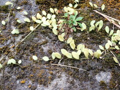 Polypodiaceae