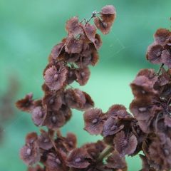 Rumex cristatus