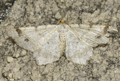 Macaria bisignata