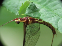 Hexagenia atrocaudata