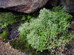 Gnaphalium uliginosum