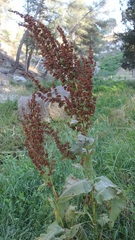 Rumex cristatus