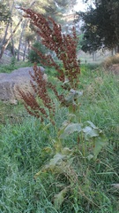 Rumex cristatus