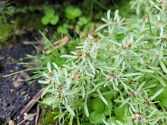 Gnaphalium uliginosum