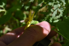 Arnica latifolia