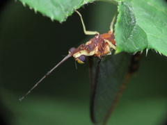 Hexagenia atrocaudata