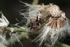 Beosus maritimus