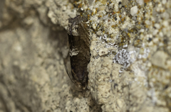 Eucosma parmatana