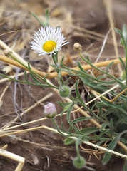 Erigeron divergens