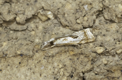 Microcrambus elegans