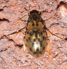 Berosus pantherinus